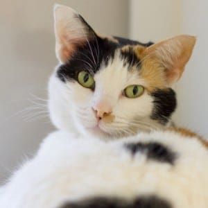 Rose the Cat